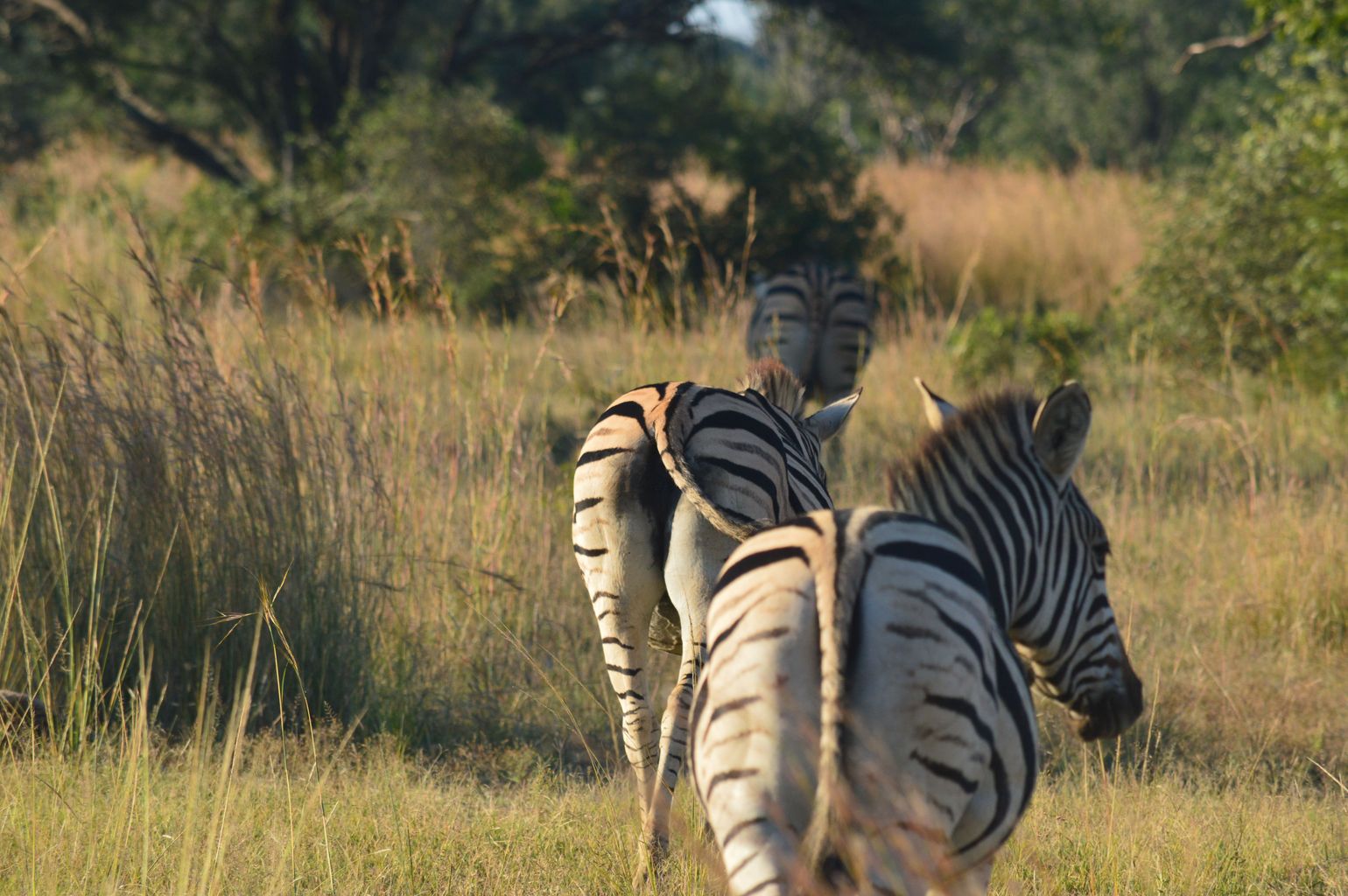 Zuid-Afrika safari private game reserve zebra