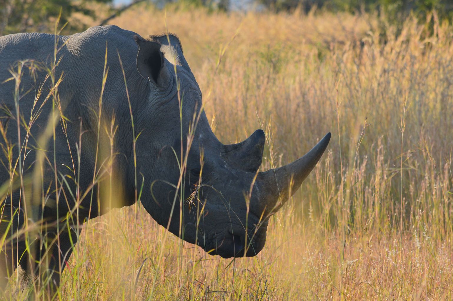 reis Zuid-Afrika safari neushoorn