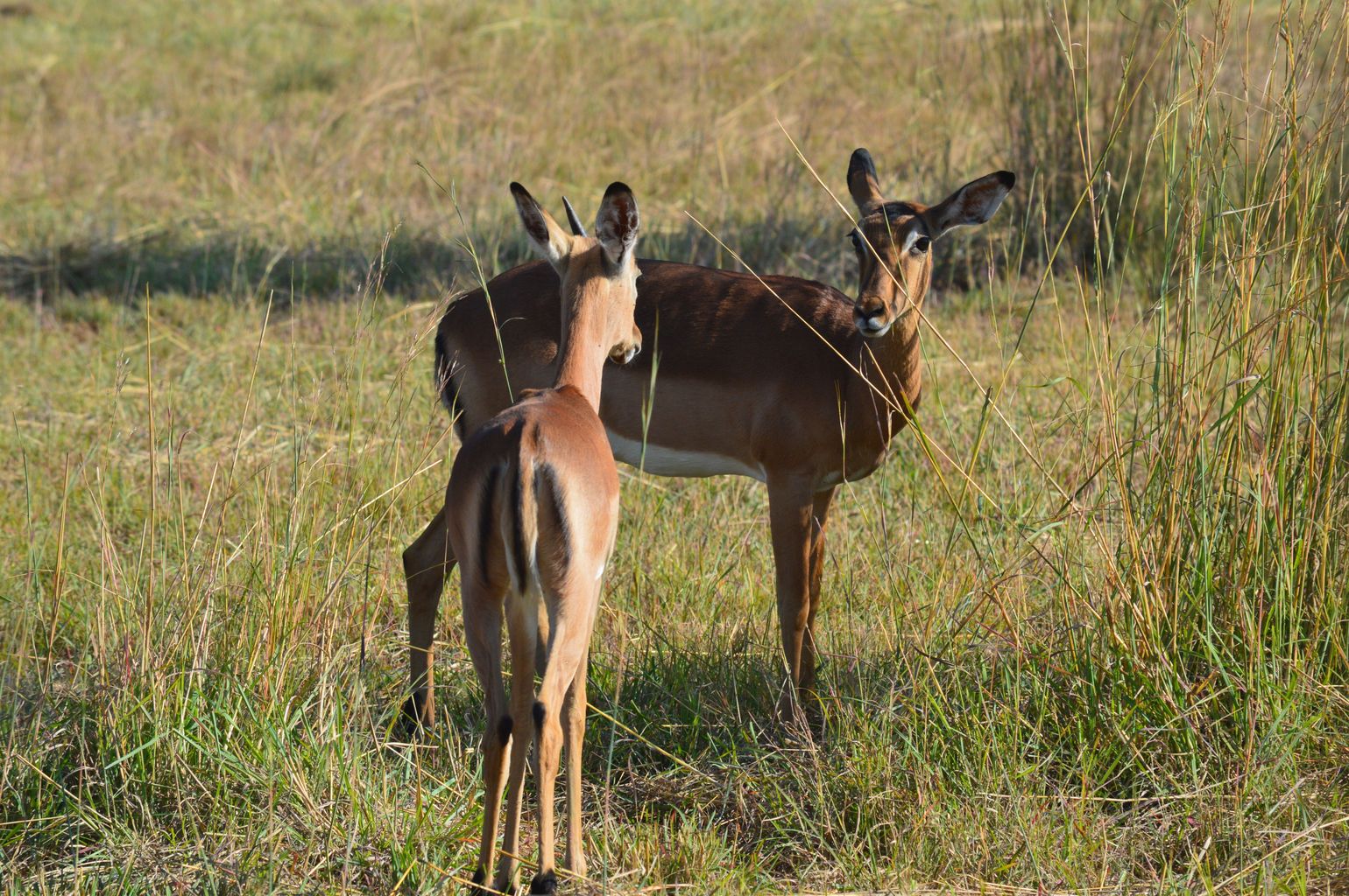 reis Zuid-Afrika safari impala