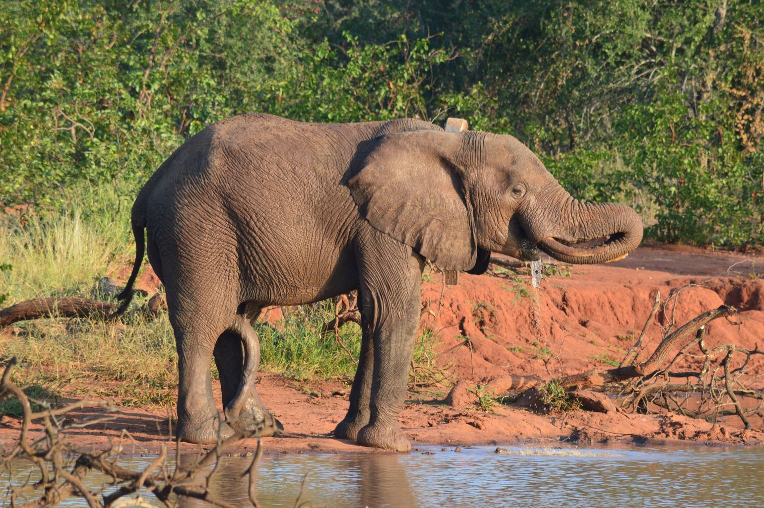 reis Zuid-Afrika safari olifant