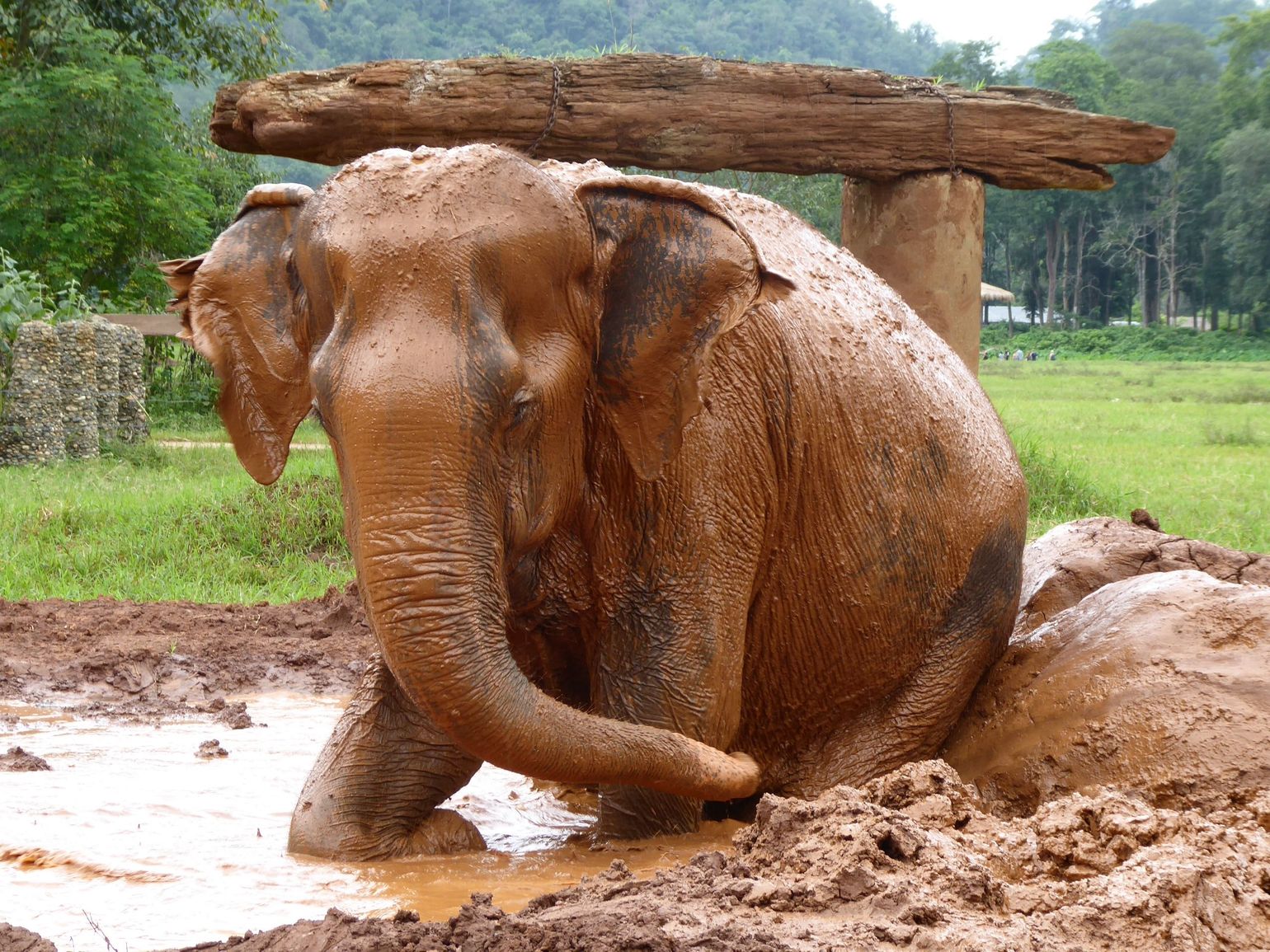 Elephant Nature Park olifant Thailand