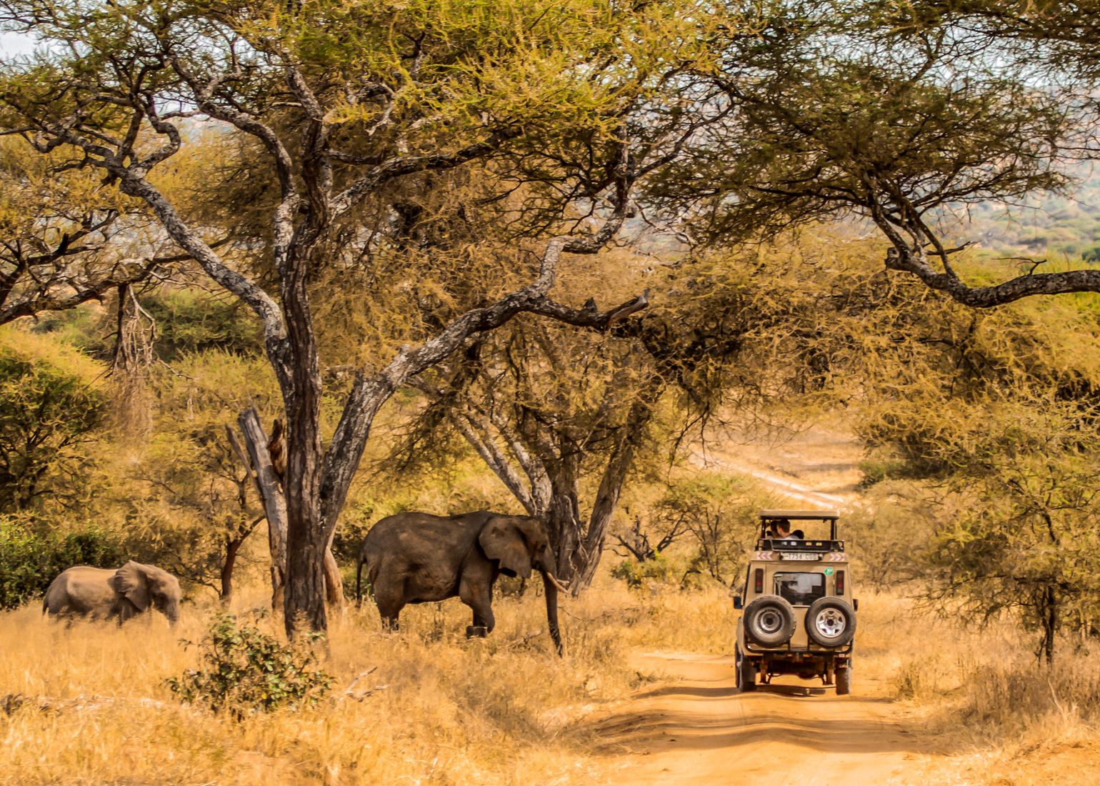 Tarangire national park tanzania