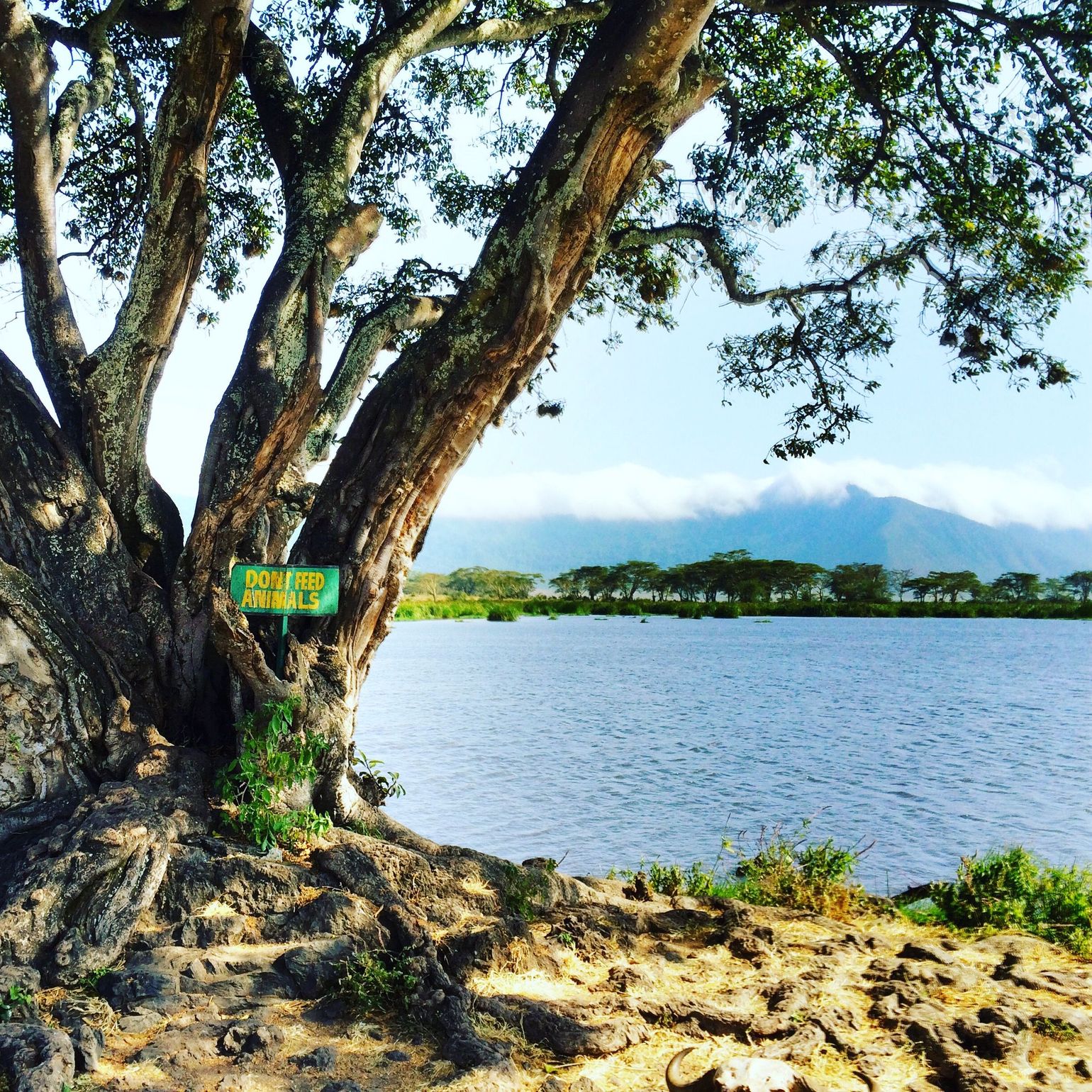 Ngorongoro Tanzania jeepsafari