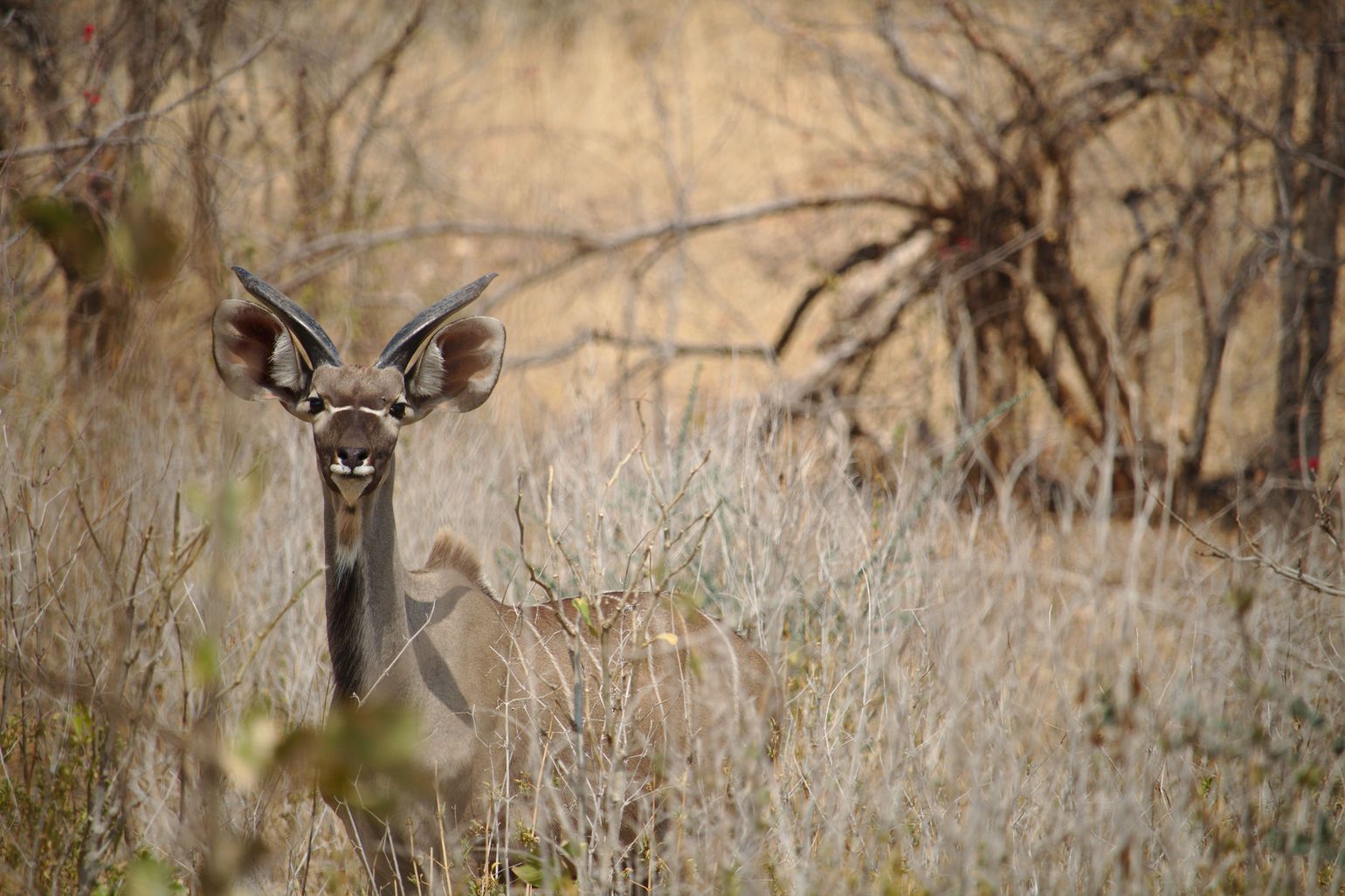 Zuidelijk Afrika wildlife dieren antilopen koedoe Tanzania Ruaha National Park