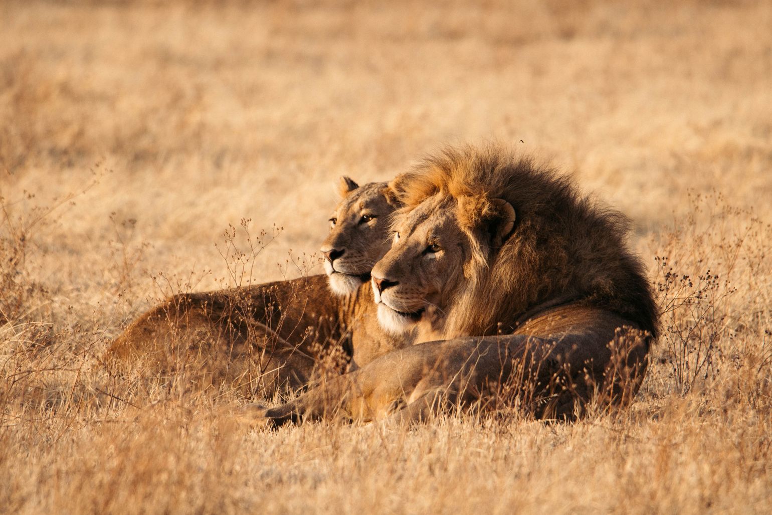 safari Big Five Afrika leeuw Ngorongoro Krater, Tanzania