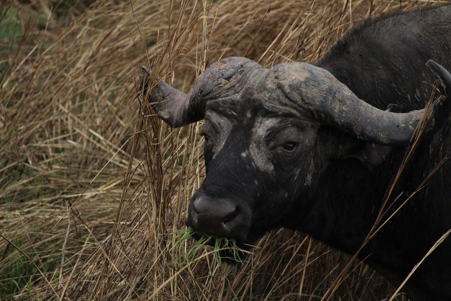 Tanzania safari Big Five buffels Afrika Serengeti National Park