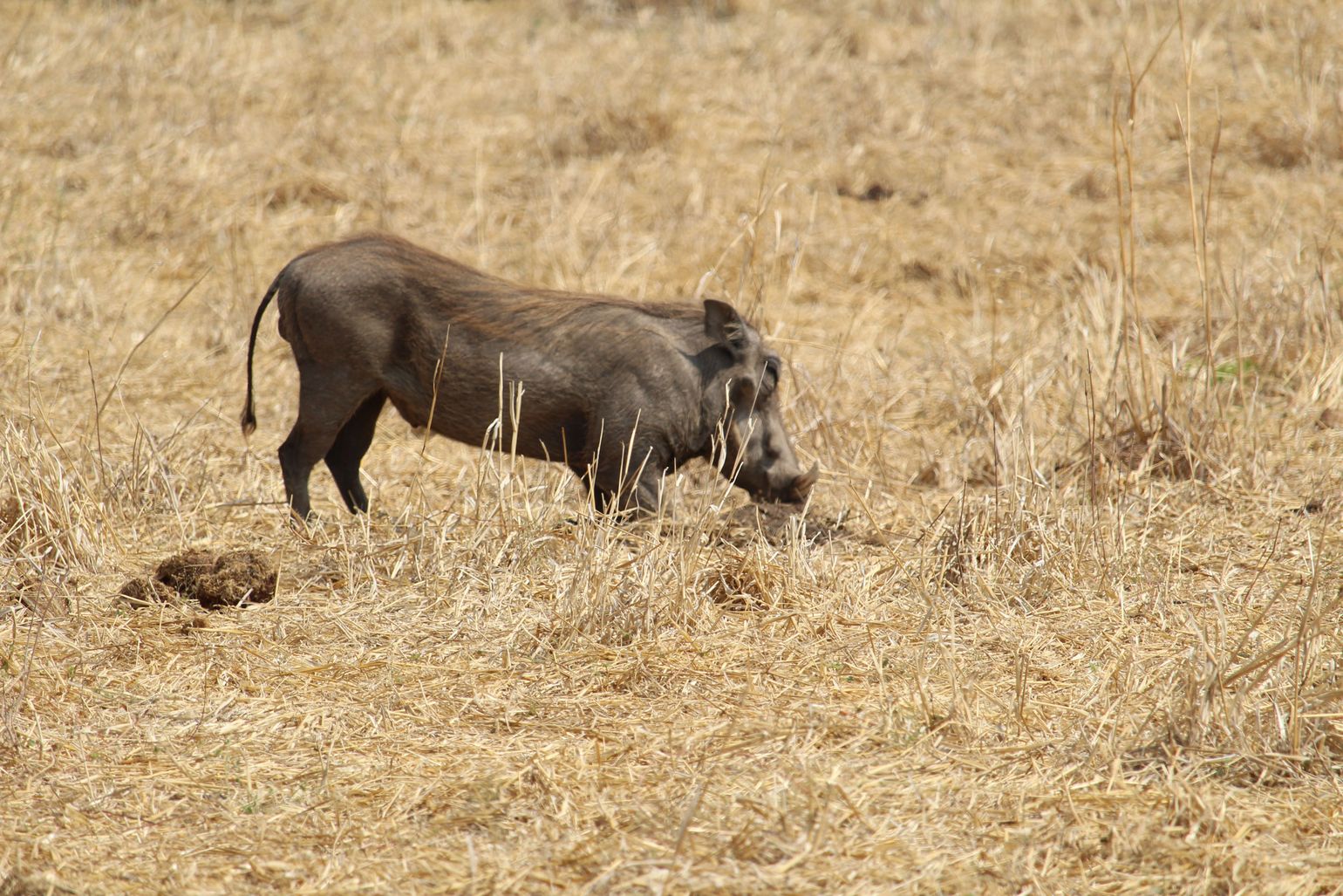 Afrika safari wildlife wild zwijn Tanzania