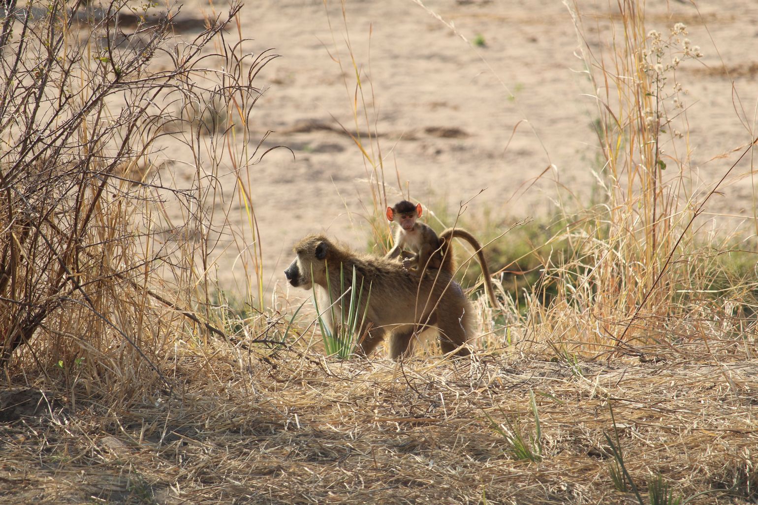 Afrikaanse wildlife apen Tanzania Baviaan