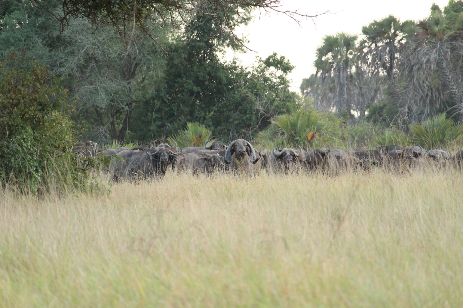 Tanzania safari Big Five buffels Afrika Serengeti National Park