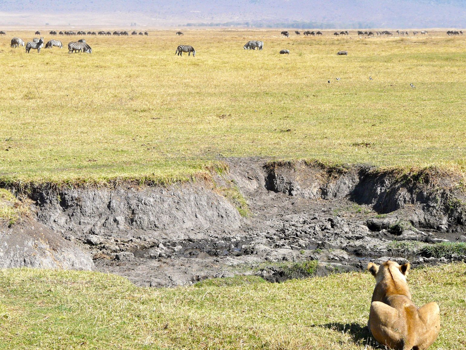 Ngorongoro Tanzania safari