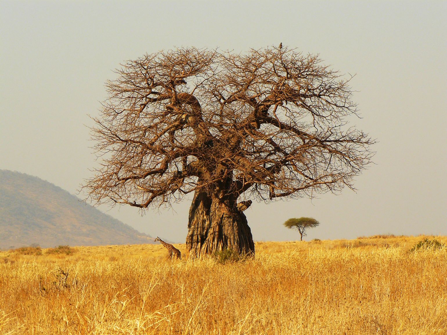 Tarangire national park tanzania