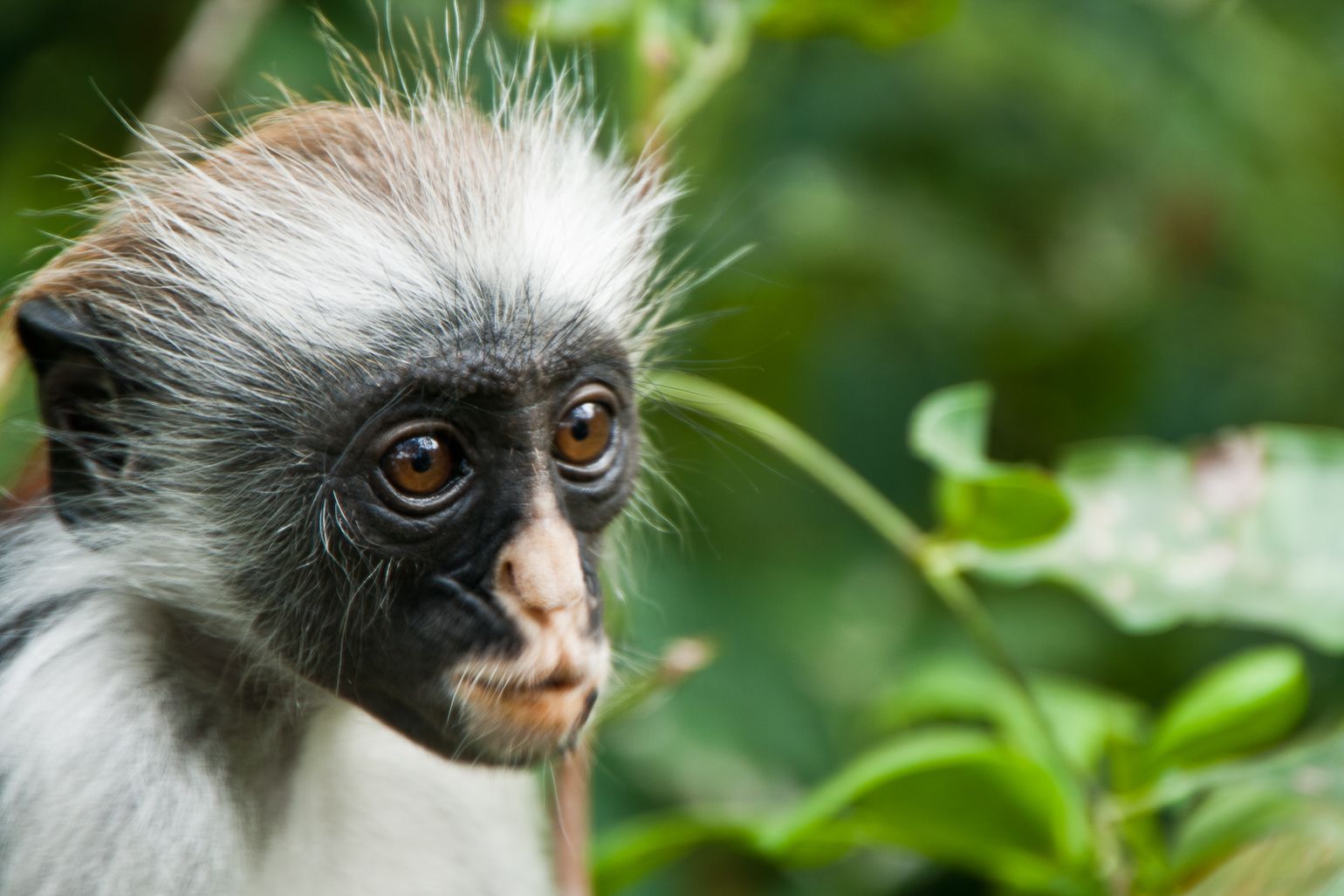 Afrikaanse wildlife apen Tanzania Rode Franjeaap