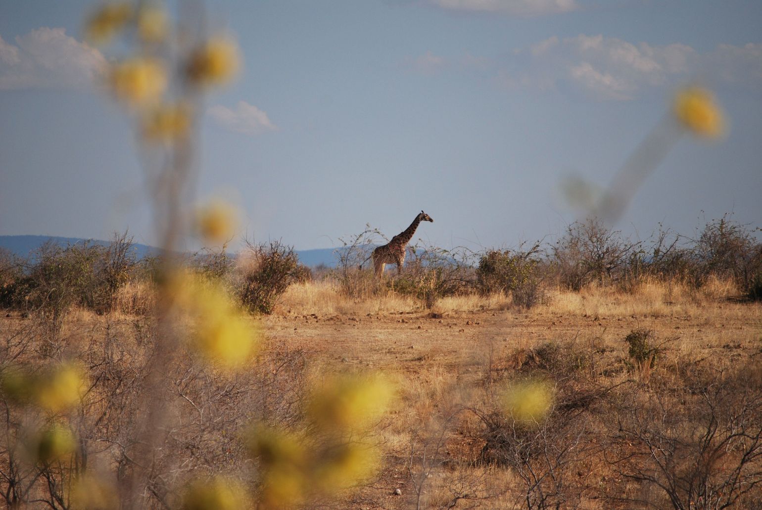 Afrika wildlife safari giraf giraffe Tanzania