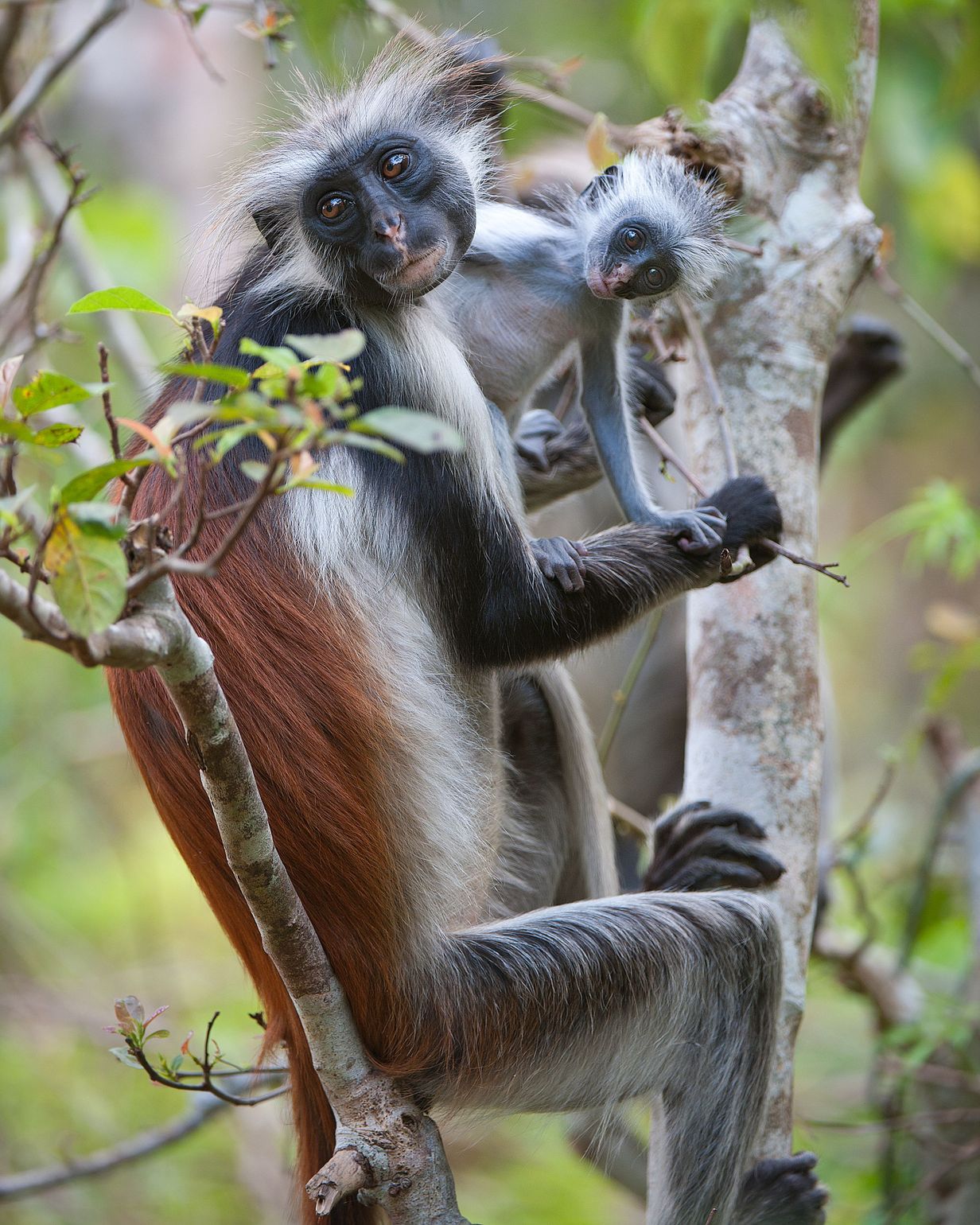 Afrikaanse wildlife apen Tanzania Rode Franjeaap