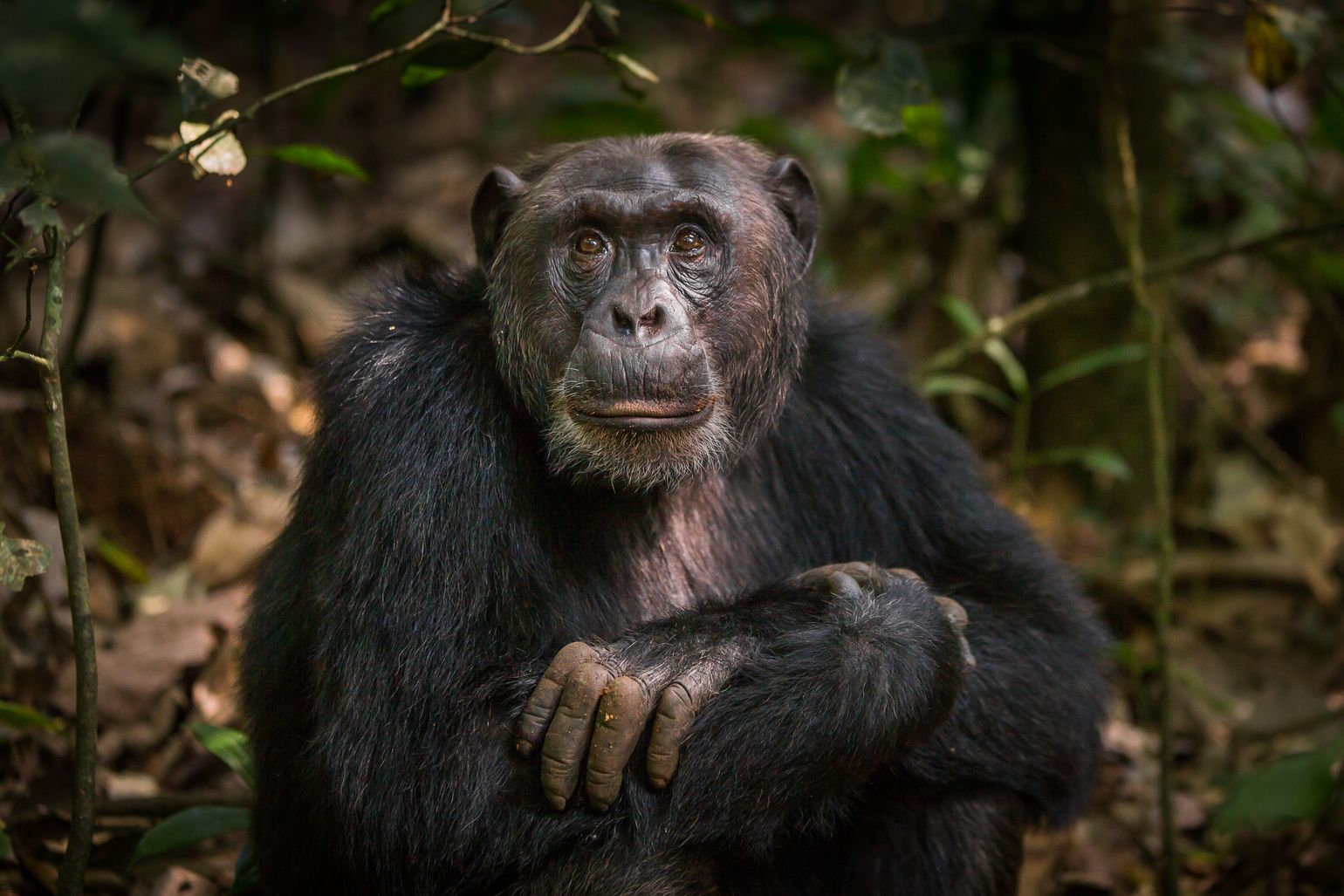 Chimpansee Oeganda Afrika