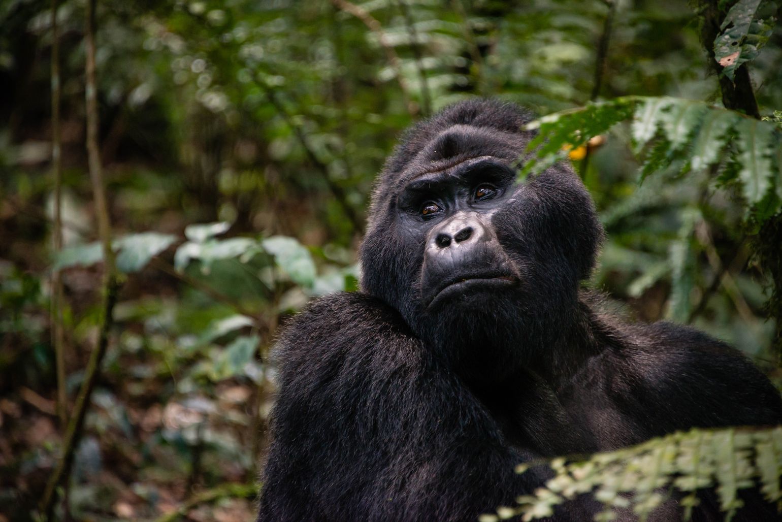 Gorilla Zilverrug Bwindi National Park Oeganda Afrika