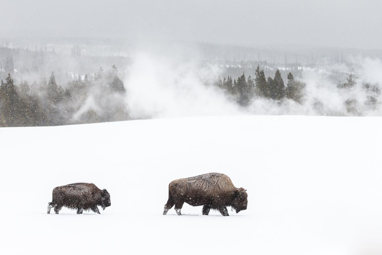 Bizons in Yellowstone NP in de winter
