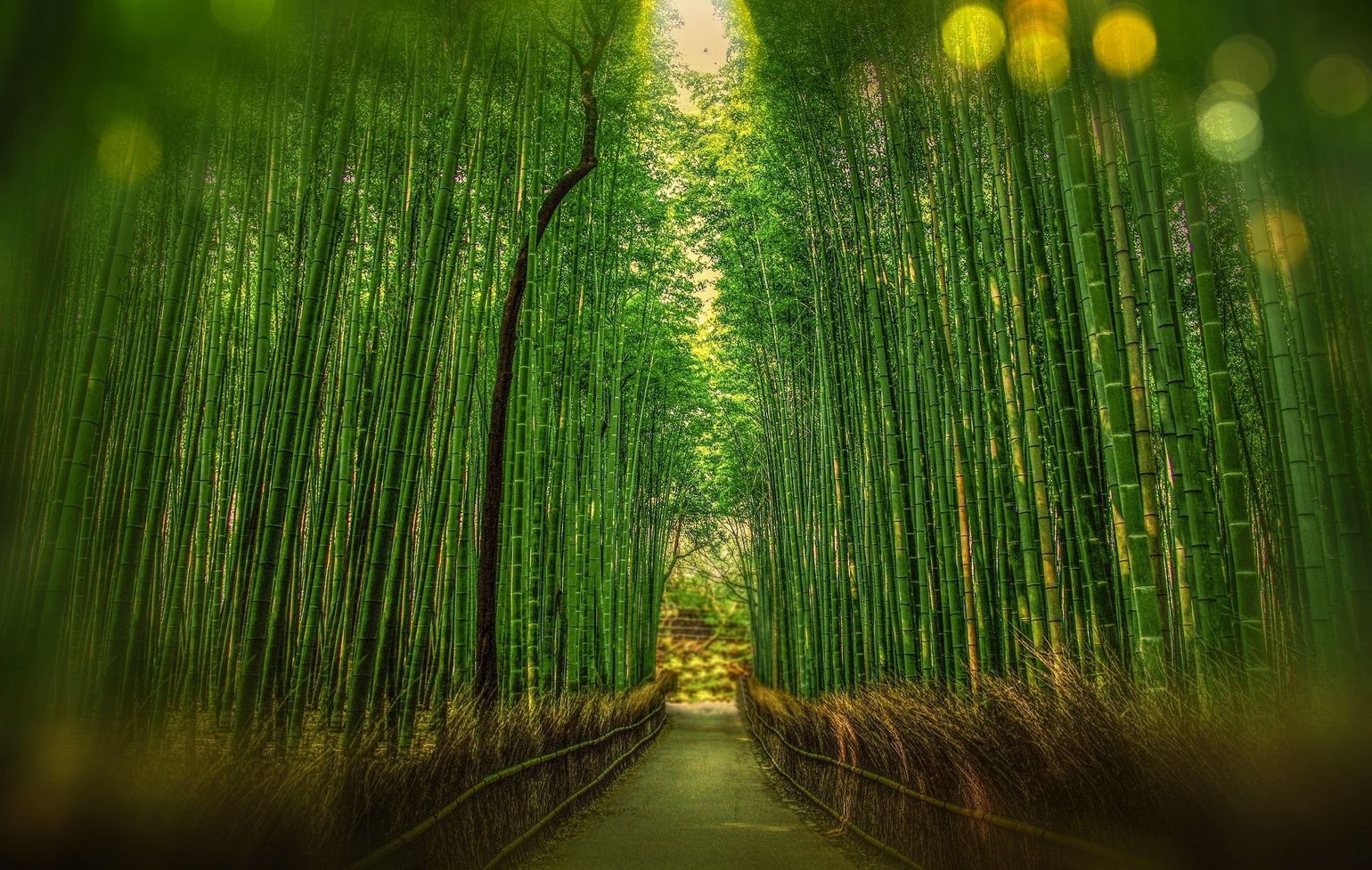 Bamboobos - Pixabay