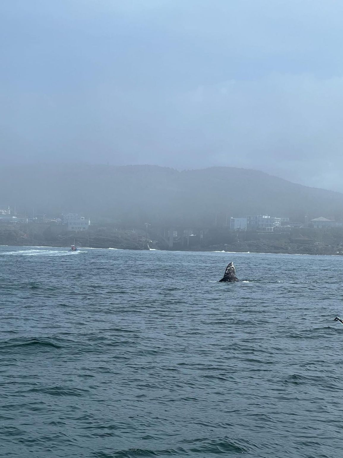 The Oregon Coast - Depoe Bay - Whales