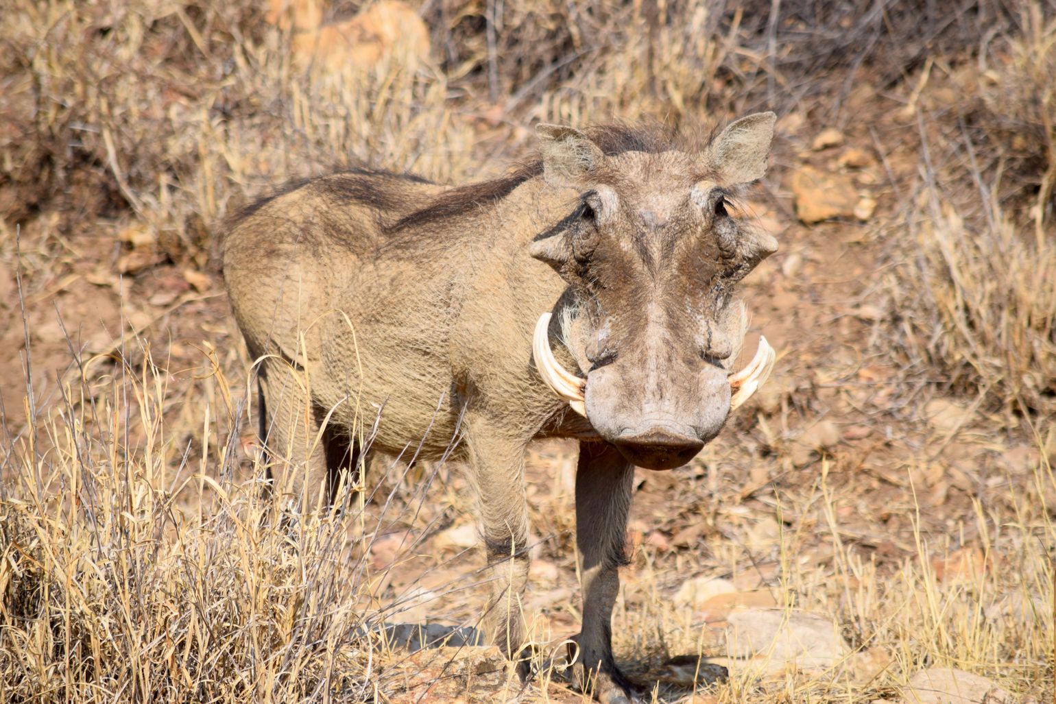 Afrika safari wildlife wild zwijn Zuid-Afrika