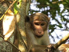 Apen Sri Lanka eco lodge jungle kandy 