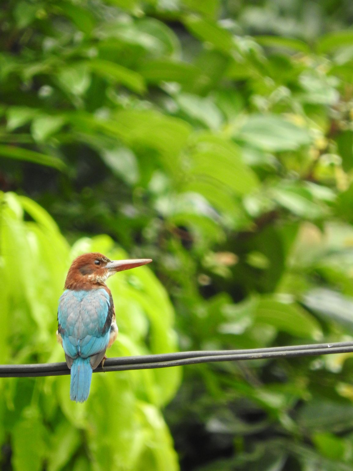 Safari Sri Lanka Yala National Park