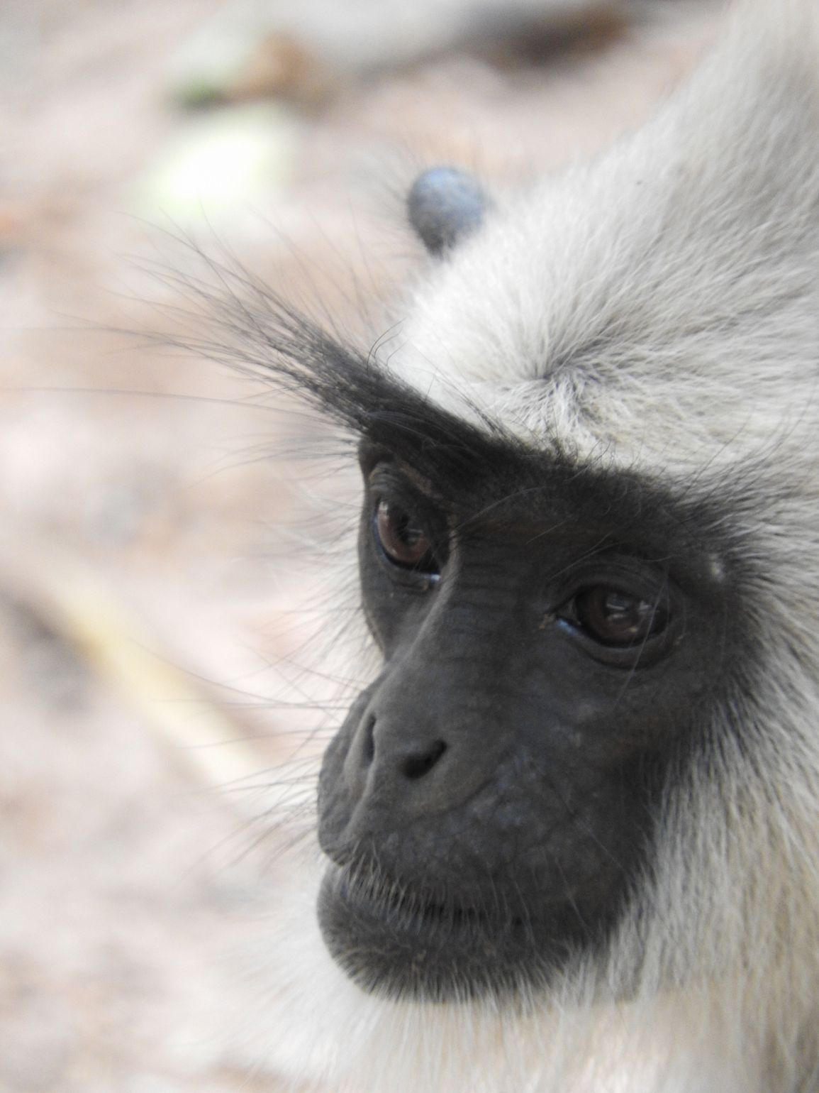 Safari Sri Lanka Yala National Park