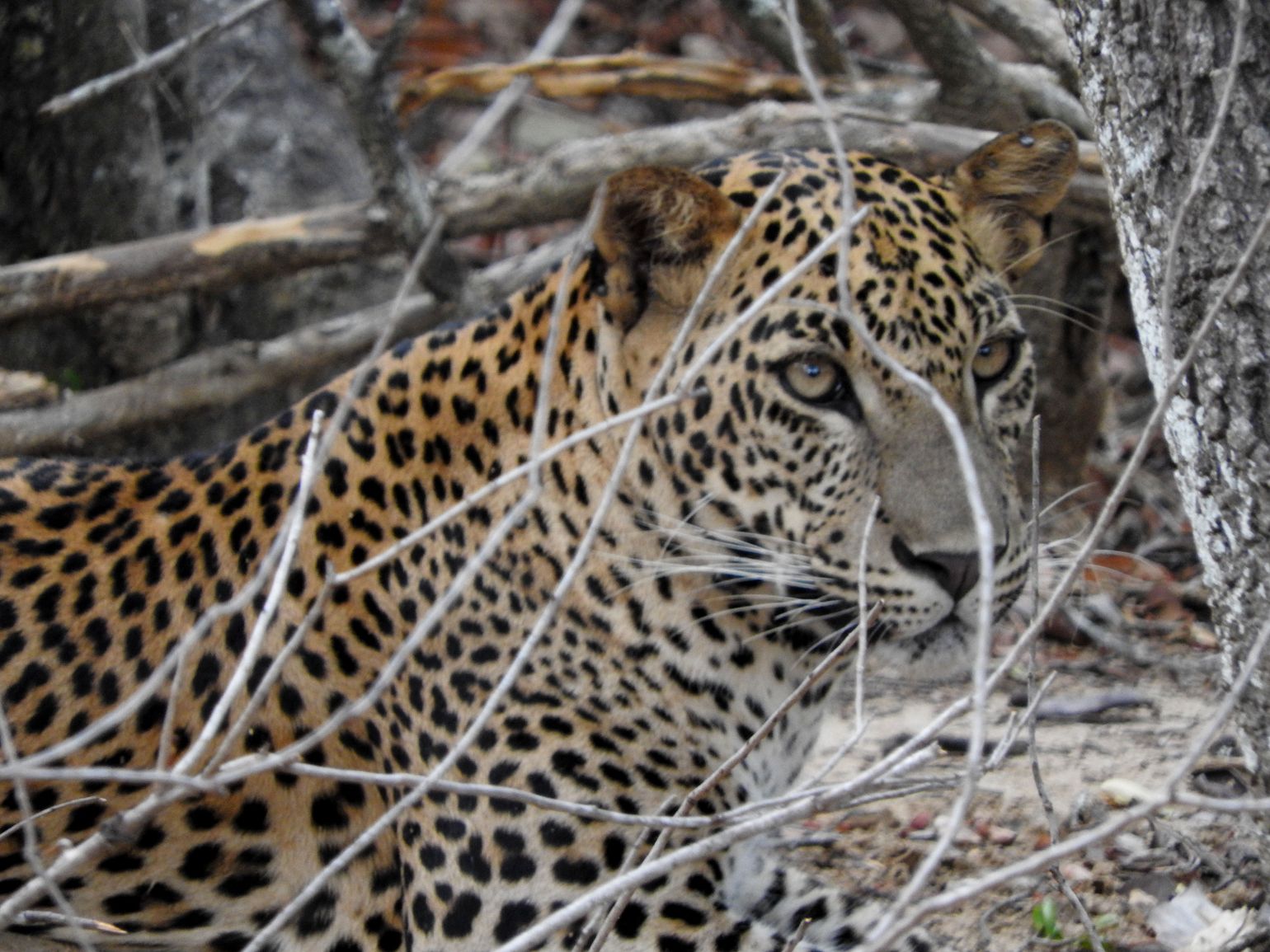 Safari Sri Lanka Yala National Park luipaard