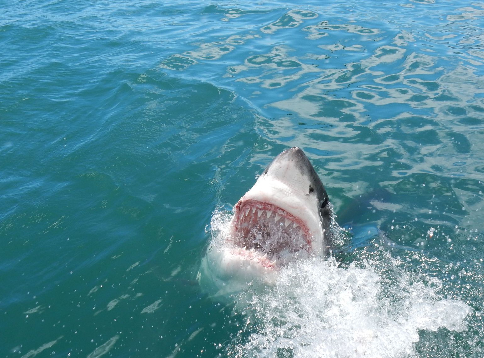 Zuidelijk Afrika wildlife dieren haai Zuid-Afrika