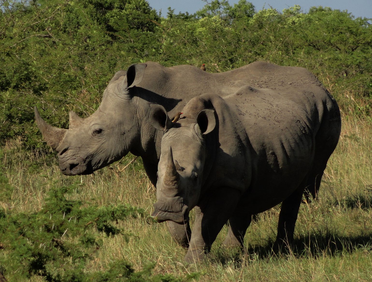 safari Big Five Afrika neushoorn Zuid-Afrika Kwazulu Natal Hluhluwe-Imfolozipark