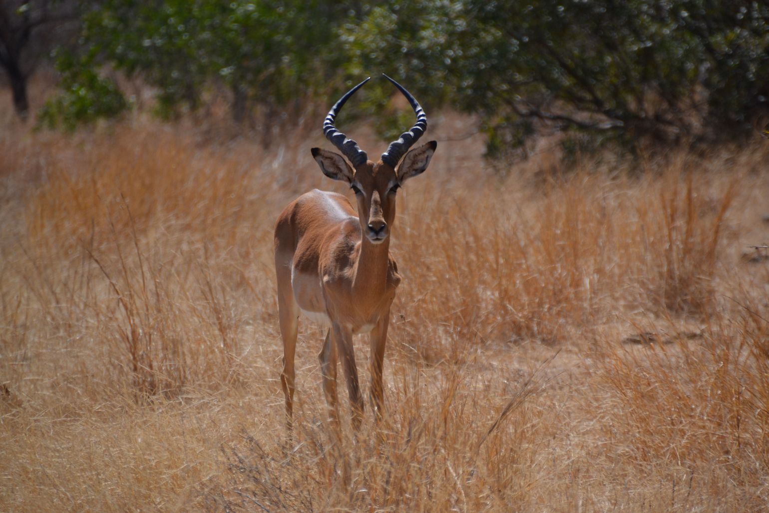 Zuidelijk Afrika wildlife dieren antilopen Krugerpark Zuid-Afrika