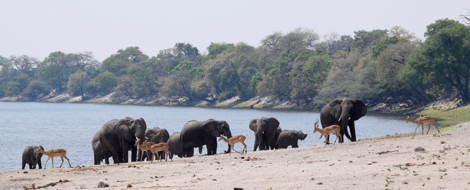 Zuidelijk Afrika wildlife dieren antilopen Zuid-Afrika