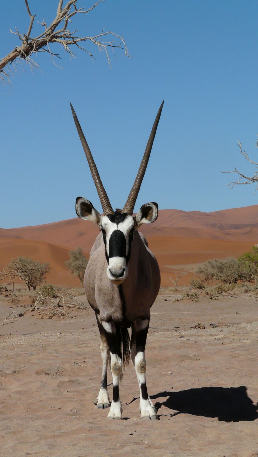 Zuidelijk Afrika wildlife dieren antilopen Oryx Namibië