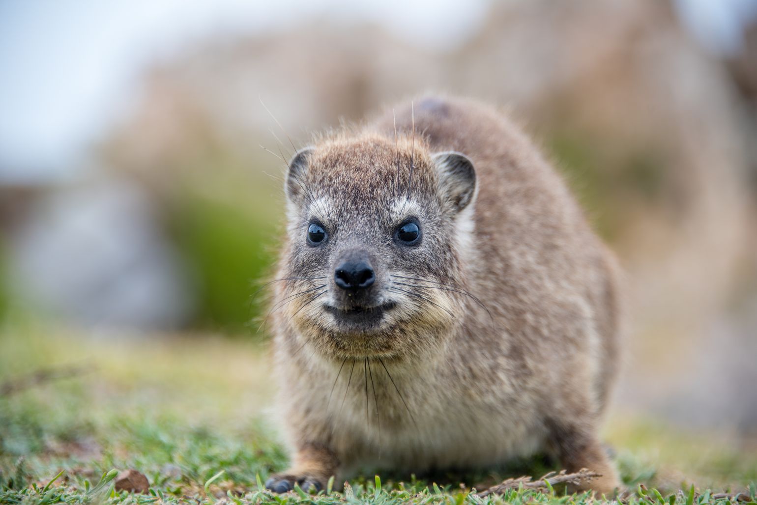 Zuidelijk Afrika wildlife dieren klipdas Zuid-Afrika