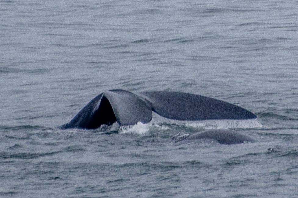 Zuidelijk Afrika wildlife dieren walvis Zuid-Afrika