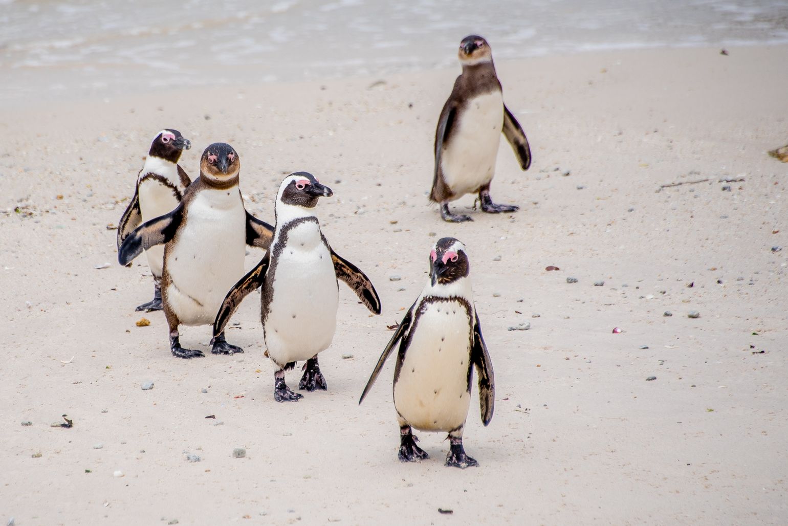 Zuidelijk Afrika wildlife dieren zwartvoetpinguïns brilpinguïns Boulders Beach Zuid-Afrika