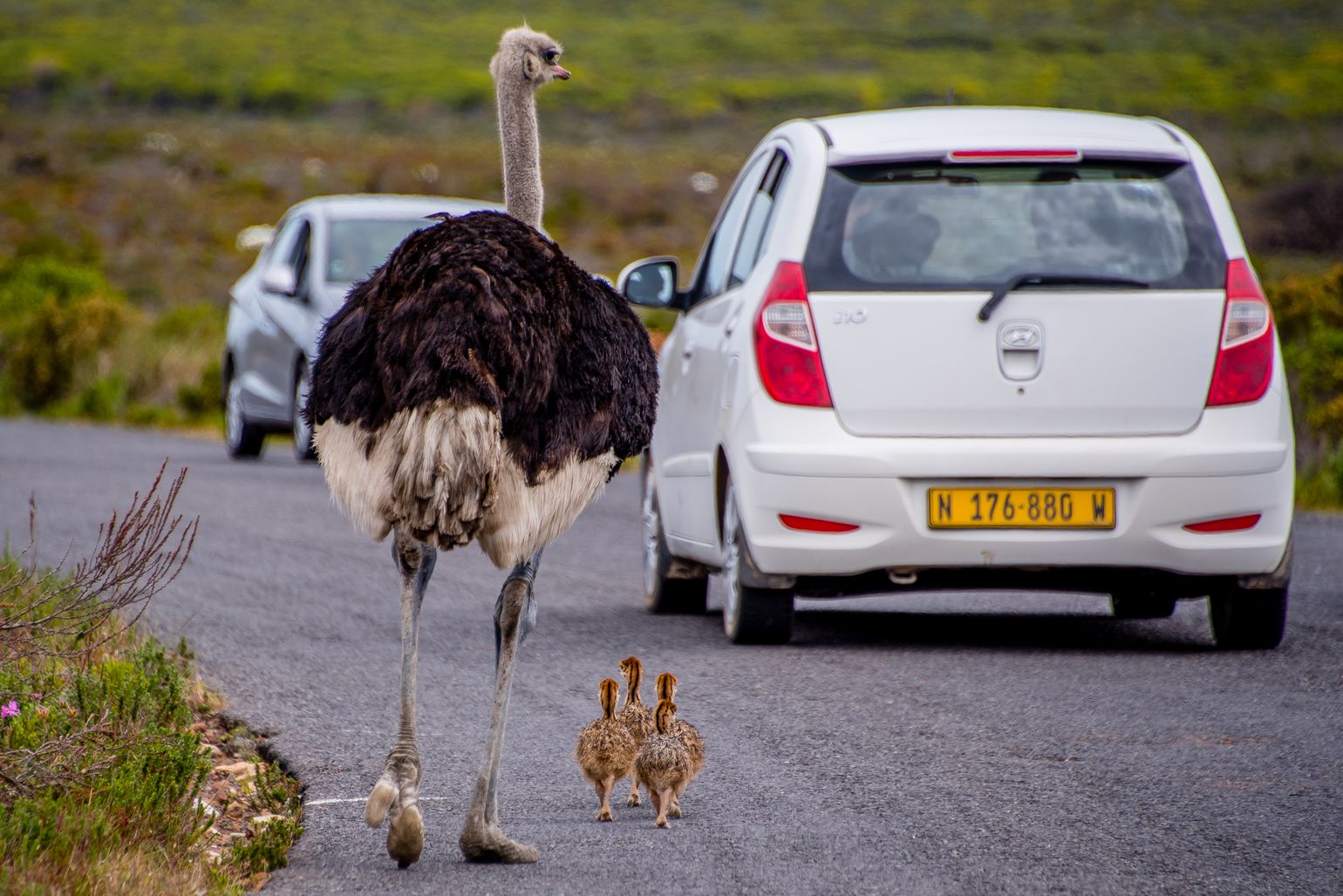 Zuidelijk Afrika wildlife dieren struisvogel Zuid-Afrika