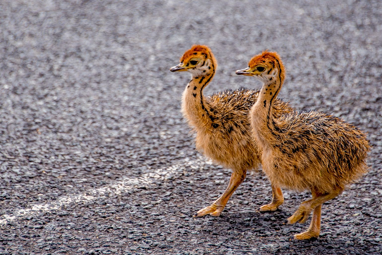 Zuidelijk Afrika wildlife dieren struisvogel Zuid-Afrika