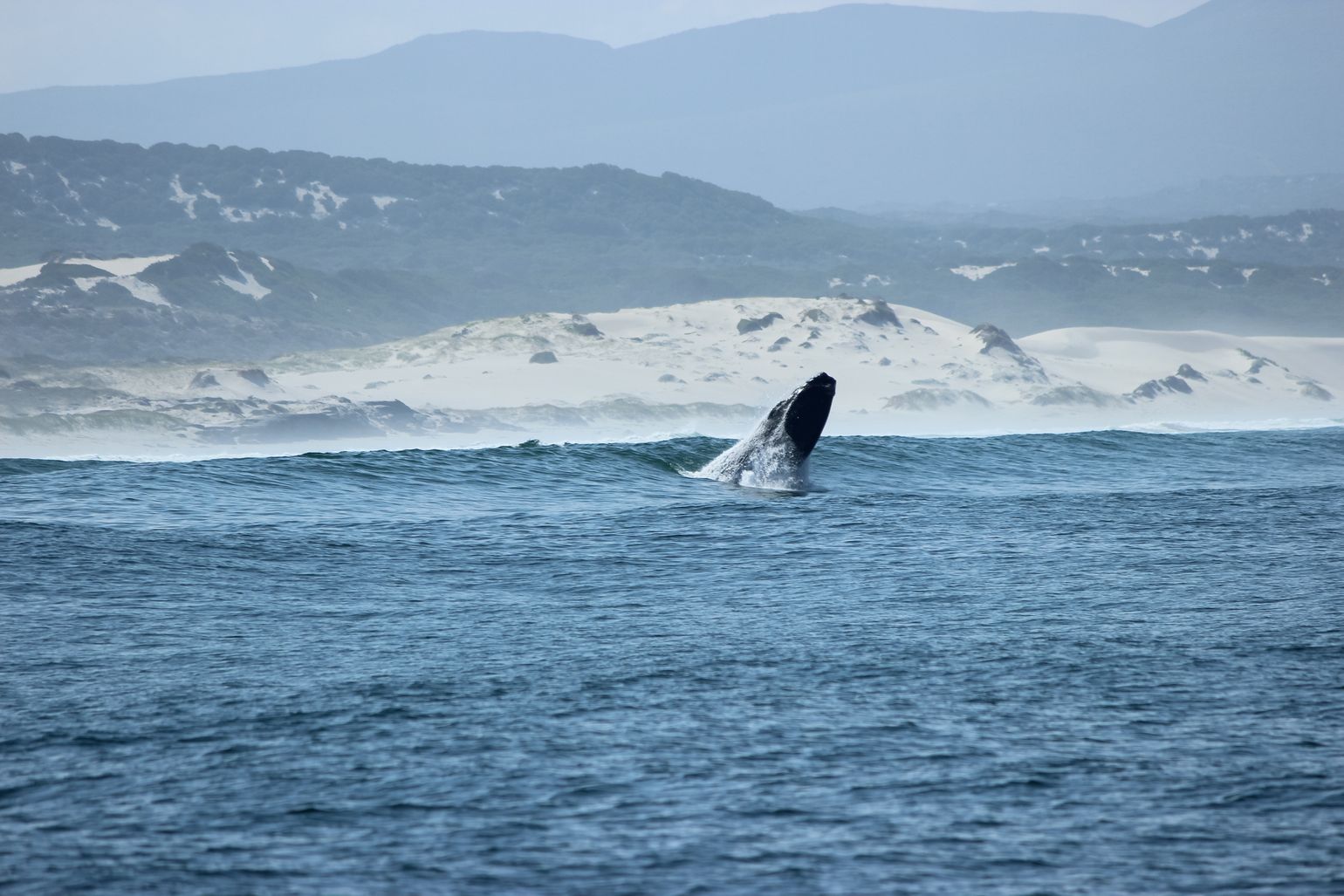 Walvissen in Hermanus