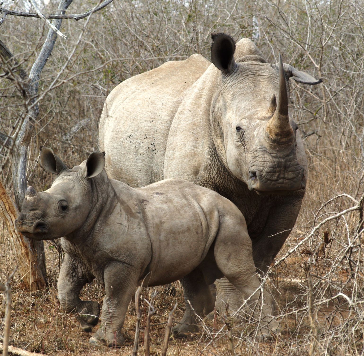 safari Big Five Afrika neushoorn South Luangwa National Park, Zambia