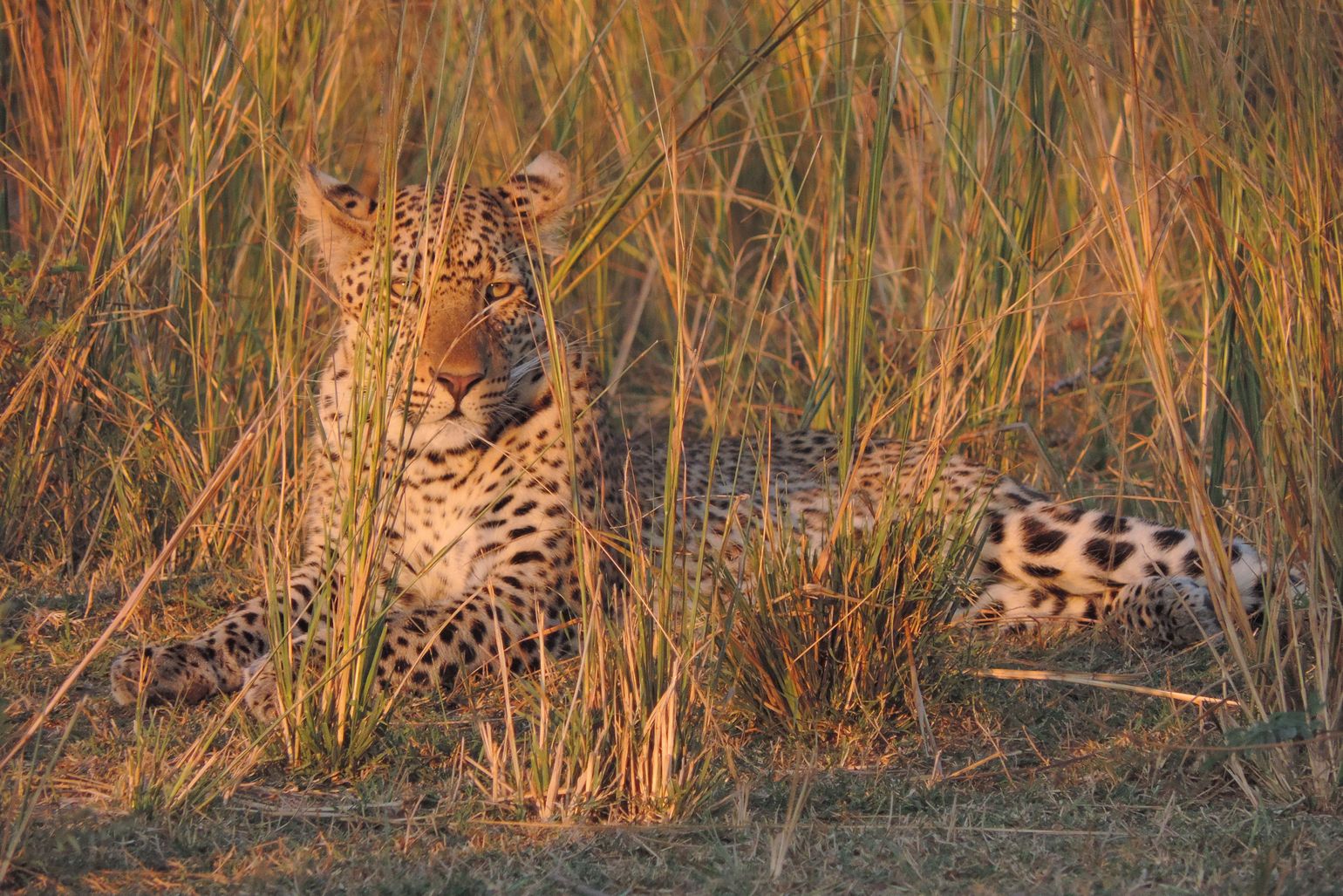 safari Big Five Afrika Luipaard South Luanga National Park, Zambia