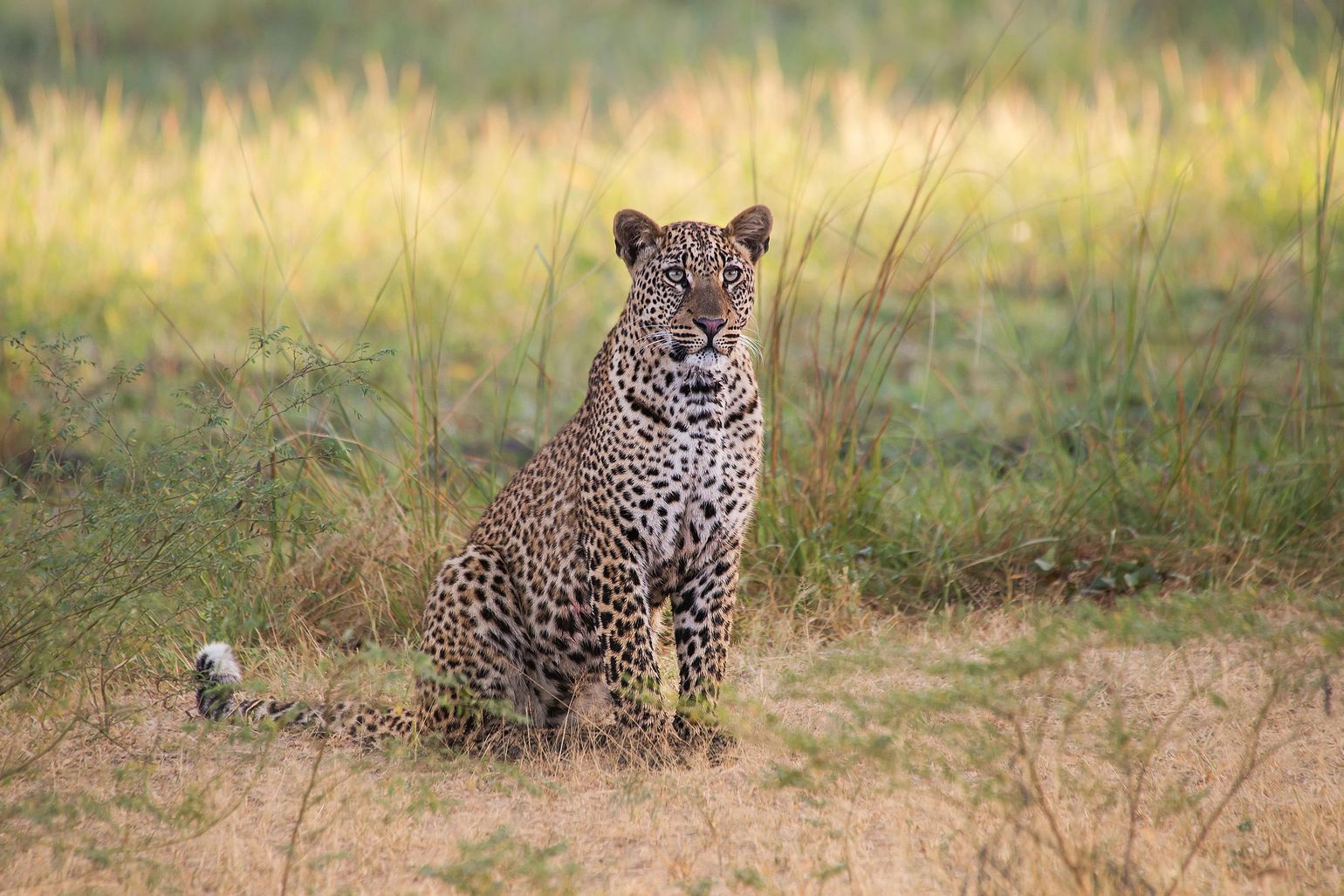 safari Big Five Afrika Luipaard South Luanga National Park, Zambia