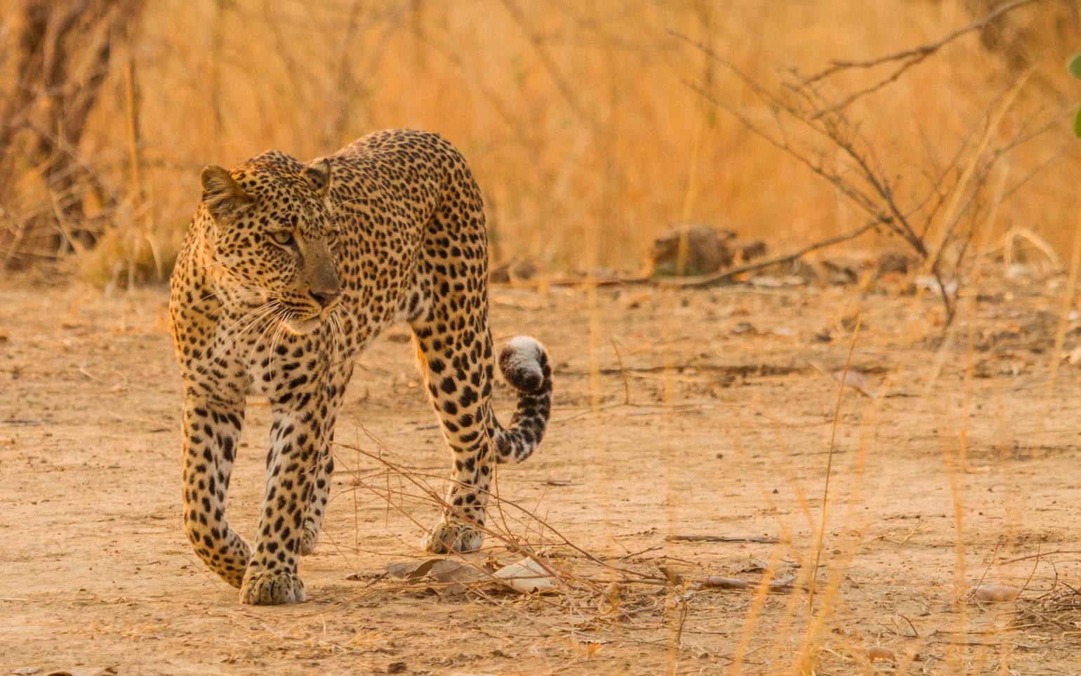 safari Big Five Afrika Luipaard South Luanga National Park Zambia