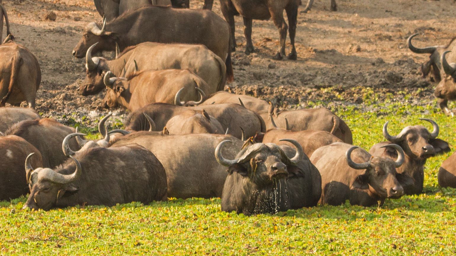 Zambia safari Big Five buffels Afrika South Luangwa National Park Zambia