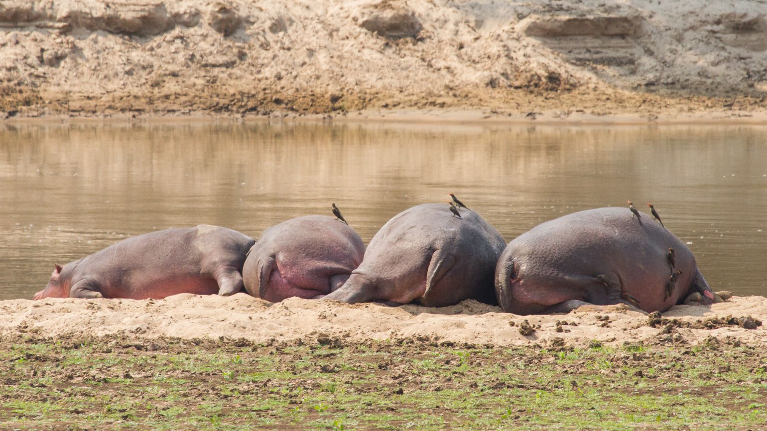 Zuidelijk Afrika wildlife dieren nijlpaard Zambia Zambezi-rivier 