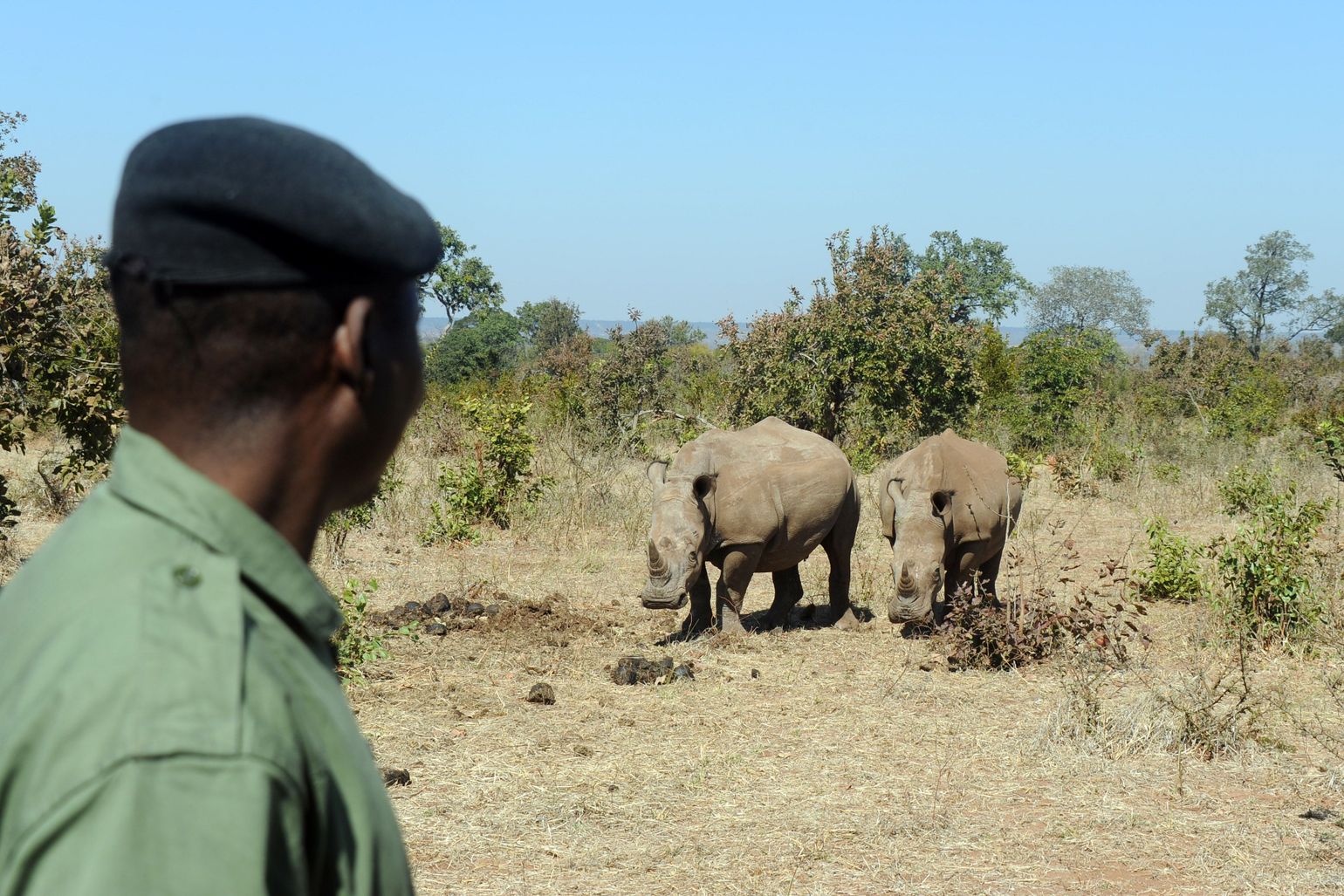safari Big Five Afrika neushoorn Zambia