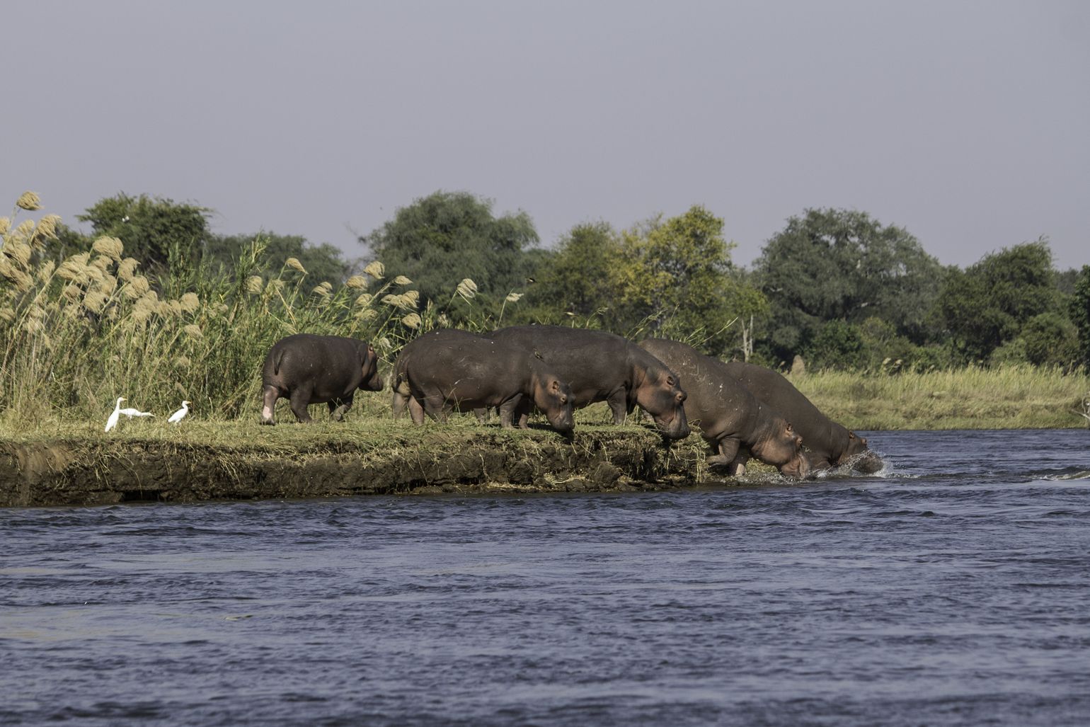 Zuidelijk Afrika wildlife dieren nijlpaard Zambia Zambezi-rivier 