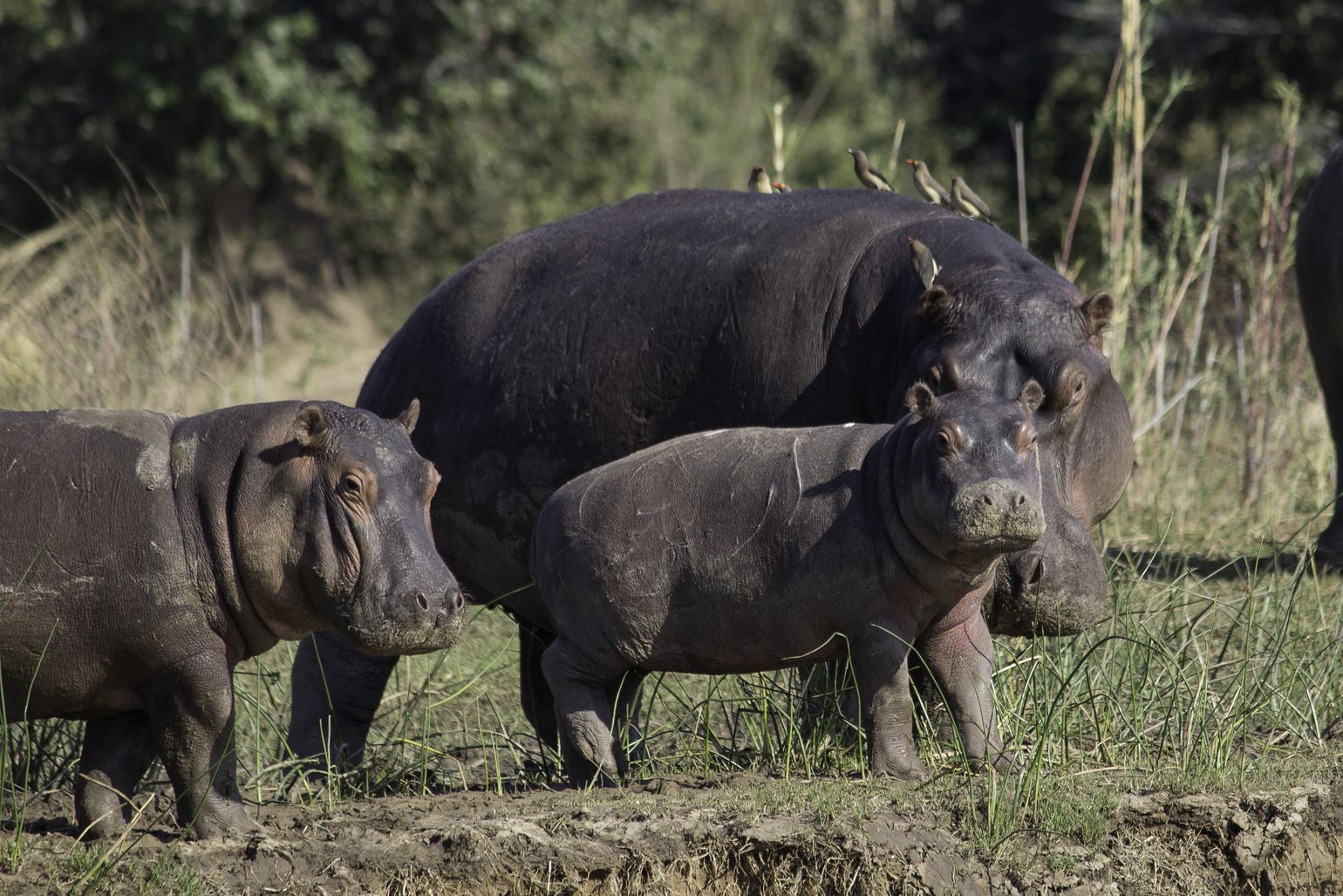 Zuidelijk Afrika wildlife dieren nijlpaard Zambia Zambezi-rivier 