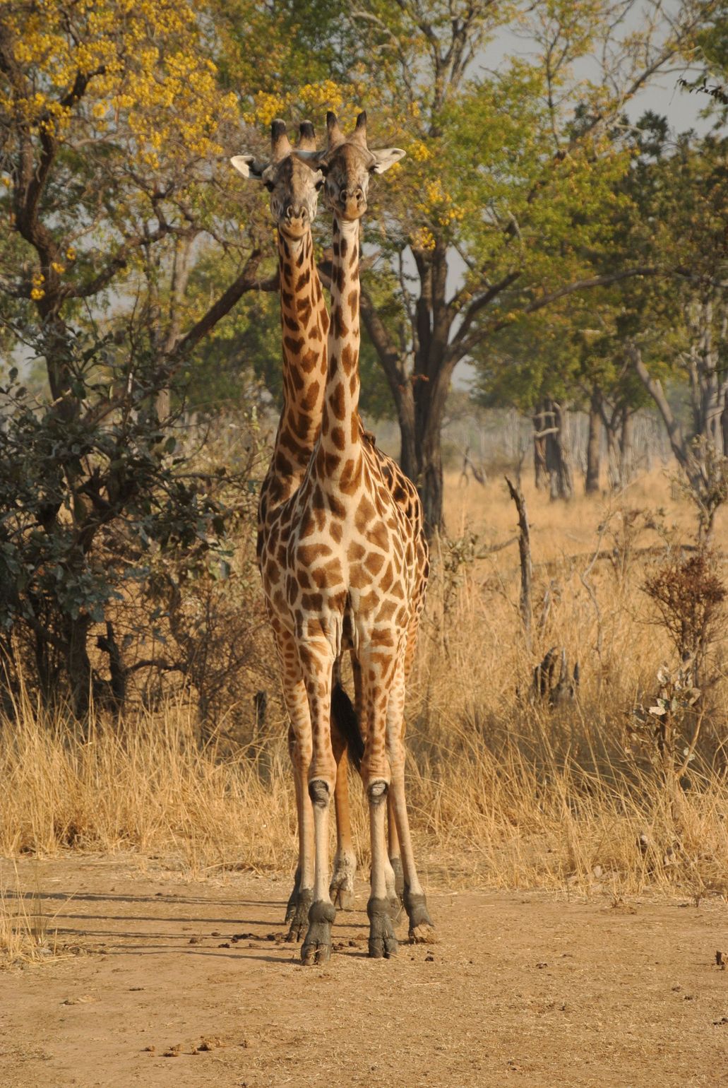 Afrika wildlife safari giraf giraffe Zambia