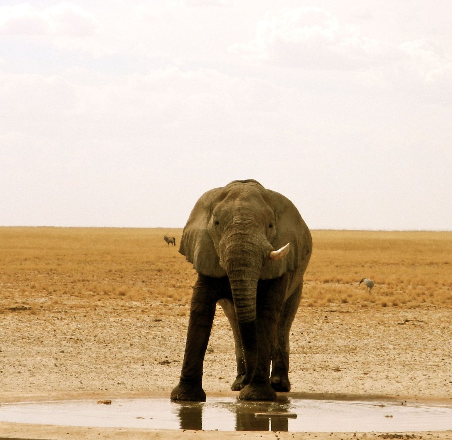 Namibië olifant